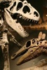 T-Rex and Stegosaurus Dinosaur Skeletons Face Off Journal - 150 Page Lined Notebook/Diary (Paperback) - Cool Image Photo