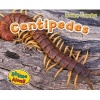 Centipedes (Paperback) - Rebecca Rissman Photo