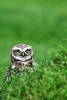 Burrowing Owl Getting Ready to Do His Thing - Blank 150 Page Lined Journal for Your Thoughts, Ideas, and Inspiration (Paperback) - Unique Journal Photo