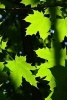 Leaves of the Norway Maple Tree, for the Love of Nature - Blank 150 Page Lined Journal for Your Thoughts, Ideas, and Inspiration (Paperback) - Unique Journal Photo