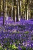 A Carpet of Bluebells in the Woods Journal - 150 Page Lined Notebook/Diary (Paperback) - Cs Creations Photo