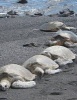 Jumbo Oversized a Row of Sea Turtles on the Beach - Blank 150 Page Lined Journal for Your Thoughts, Ideas, and Inspiration (Paperback) - Unique Journal Photo