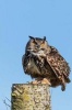 European Eagle Owl in Norfolk England UK Journal - 150 Page Lined Notebook/Diary (Paperback) - Cs Creations Photo