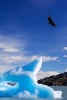 Drifting Blue Iceberg and a Soaring Eagle Nature Journal - 150 Page Lined Notebook/Diary (Paperback) - Cs Creations Photo