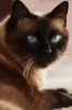 Siamese Cat Checking You Out Journal - 150 Page Lined Notebook/Diary (Paperback) - Cool Image Photo