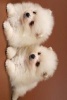 Two Fluffy Cute Spitz Puppies - Blank 150 Page Lined Journal for Your Thoughts, Ideas, and Inspiration (Paperback) - Unique Journal Photo