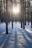 Woods in Winter Journal - 150 Page Lined Notebook/Diary (Paperback) - Cool Image Photo