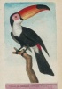 Carnet Blanc, Toucan, Dessin 18e Siecle (French, Paperback) - Francois Nicolas Martinet Photo