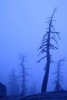 Dead Winter Pine Trees in a Heavy Mountain Fog Journal - 150 Page Lined Notebook/Diary (Paperback) - Cool Image Photo