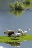 Cows on an Island in the Pond - Blank 150 Page Lined Journal for Your Thoughts, Ideas, and Inspiration (Paperback) - Unique Journal Photo