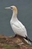 Northern Gannet Bird Journal - 150 Page Lined Notebook/Diary (Paperback) - Cool Image Photo