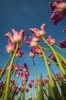 A Gorgeous Unique View from Underneath Pink and White Tulips Flower Journal - 150 Page Lined Notebook/Diary (Paperback) - Cs Creations Photo