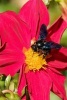 A Carpenter Bee on a Flower, for the Love of Nature - Blank 150 Page Lined Journal for Your Thoughts, Ideas, and Inspiration (Paperback) - Unique Journal Photo