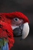 Red Cuban Macaw Parrot Journal - 150 Page Lined Notebook/Diary (Paperback) - Cool Image Photo