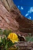 Yellow Evening Primrose in Capitol Reef National Park Utah USA Journal - 150 Page Lined Notebook/Diary (Paperback) - Cs Creations Photo