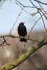 Male Blackbird Perched on a Tree Branch Journal - 150 Page Lined Notebook/Diary (Paperback) - Cs Creations Photo