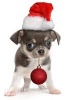 Precious Chihuahua Puppy in a Santa Hat Journal - 150 Page Lined Notebook/Diary (Paperback) - Cs Creations Photo