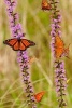 Monarch Butterflies with Purple Flowers Journal - 150 Page Lined Notebook/Diary (Paperback) - Cs Creations Photo