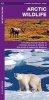 Arctic Wildlife - An Introduction to Familiar Species (Pamphlet) - James Kavanagh Photo