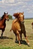 Horses on the Run in the Pasture - Blank 150 Page Lined Journal for Your Thoughts, Ideas, and Inspiration (Paperback) - Unique Journal Photo