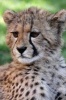 Baby Cheetah Journal - 150 Page Lined Notebook/Diary (Paperback) - Cool Image Photo