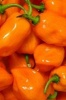 The Habanero Peppers Journal - 150 Page Lined Notebook/Diary (Paperback) - Cool Image Photo