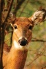 Young Deer Blank Journal (Hardcover) - Nodin Press Photo