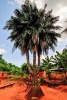 Three Trunked Palm Tree in Asiafo Amanfro Ghana Journal - 150 Page Lined Notebook/Diary (Paperback) - Cool Image Photo