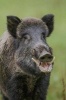 Say Hello to the Wild Boar Journal - 150 Page Lined Notebook/Diary (Paperback) - Cool Image Photo