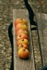 Apples in a Row on a Bench - Blank 150 Page Lined Journal for Your Thoughts, Ideas, and Inspiration (Paperback) - Unique Journal Photo