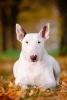 White Bull Terrier Dog Portrait Journal - 150 Page Lined Notebook/Diary (Paperback) - Cs Creations Photo