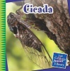 Cicada (Paperback) - Michael Shoulders Photo