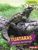 Tuataras - Dinosaur-Era Reptiles (Hardcover) - Rebecca E Hirsch Photo