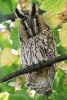 Long Eared Owl Bird Journal - 150 Page Lined Notebook/Diary (Paperback) - Cs Creations Photo