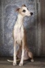 Say Hello to the Whippet Dog Journal - 150 Page Lined Notebook/Diary (Paperback) - Cool Image Photo