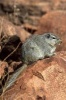 Dassie Rat Procavia Capensis Cape Hyrax African Animal Journal - 150 Page Lined Notebook/Diary (Paperback) - Cs Creations Photo