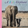 A Baby Elephant in the Wild (Hardcover) - Caitlin OConnell Photo