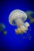 A Magnificent Jellyfish - Blank 150 Page Lined Journal for Your Thoughts, Ideas, and Inspiration (Paperback) - Unique Journal Photo