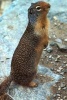 A Columbian Ground Squirrel in Montana - Blank 150 Page Lined Journal for Your Thoughts, Ideas, and Inspiration (Paperback) - Unique Journal Photo