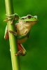 European Tree Frog Ready to Jump Journal - 150 Page Lined Notebook/Diary (Paperback) - Cool Image Photo