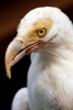 White Vulture Portrait Journal - 150 Page Lined Notebook/Diary (Paperback) - Cool Image Photo