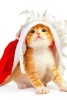 A Cute Tabby Cat Trying to Wear Santa's Christmas Hat - Blank 150 Page Lined Journal for Your Thoughts, Ideas, and Inspiration (Paperback) - Unique Journal Photo