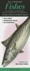 Saltwater Fishes of North Carolina, South Carolina & Georgia - A Guide to Inshore & Offshore Species (Poster) - Dianae Rome Peebles Photo