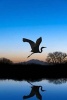 Snowy Egret Flying on Blue Evening Journal - 150 Page Lined Notebook/Diary (Paperback) - Cool Image Photo