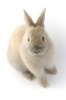 Netherland Dwarf Rabbit Journal - 150 Page Lined Notebook/Diary (Paperback) - Cool Image Photo