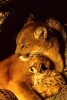 Mama Mountain Lion and Her Baby Kitten in the Den Journal - 150 Page Lined Notebook/Diary (Paperback) - Cs Creations Photo