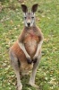 Say Hello to the Red Kangaroo Journal - 150 Page Lined Notebook/Diary (Paperback) - Cool Image Photo