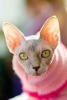 A Sphynx Cat in a Pink Sweater Journal - 150 Page Lined Notebook/Diary (Paperback) - Cs Creations Photo