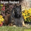 Belgian Shepherd Dog Calendar 2017 (Calendar) - Avonside Publishing Ltd Photo