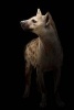 Cool Spotted Hyena in the Dark Journal - 150 Page Lined Notebook/Diary (Paperback) - Cs Creations Photo